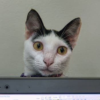 猫咪统治世界计划