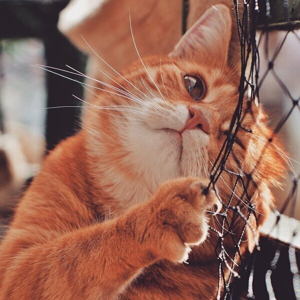猫咪统治世界计划