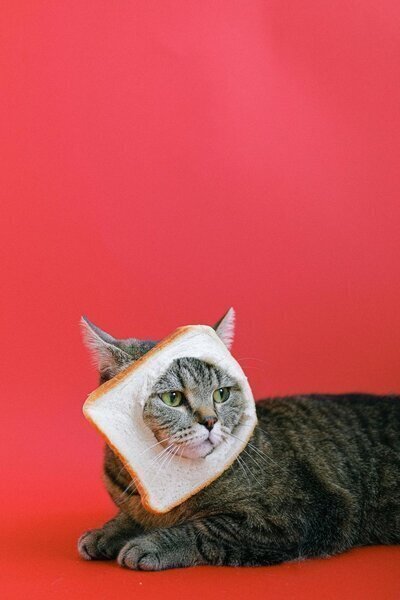 猫咪统治世界计划