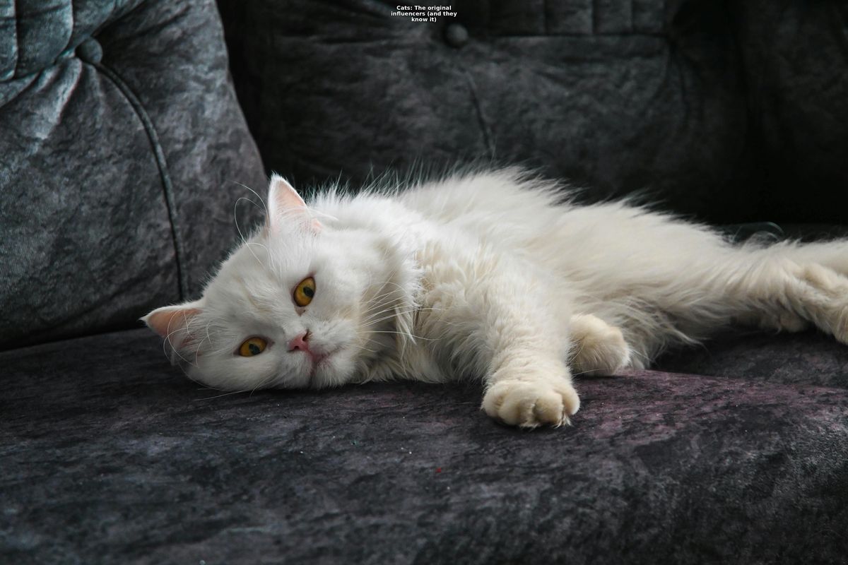 猫咪统治世界计划