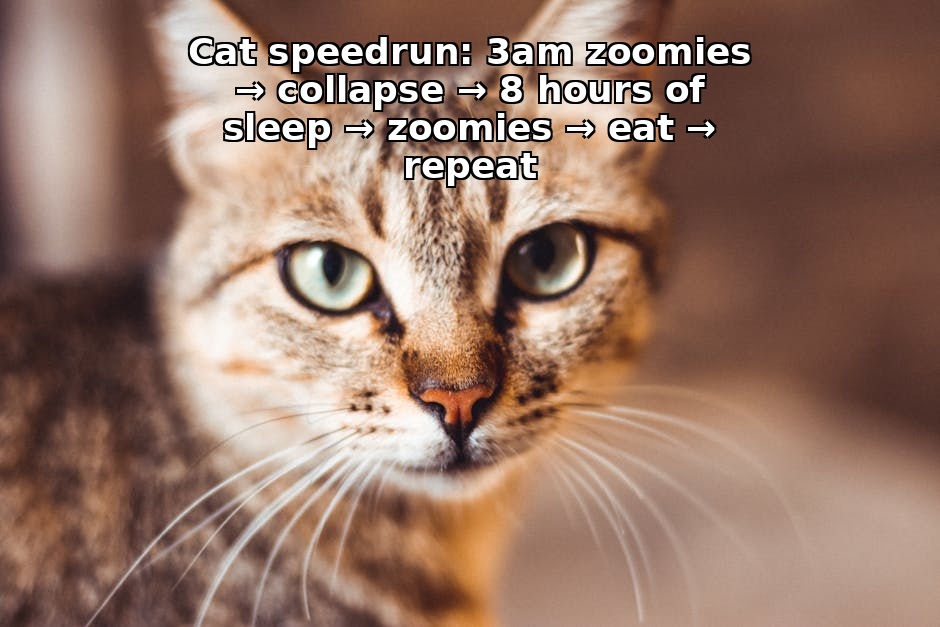 猫咪统治世界计划
