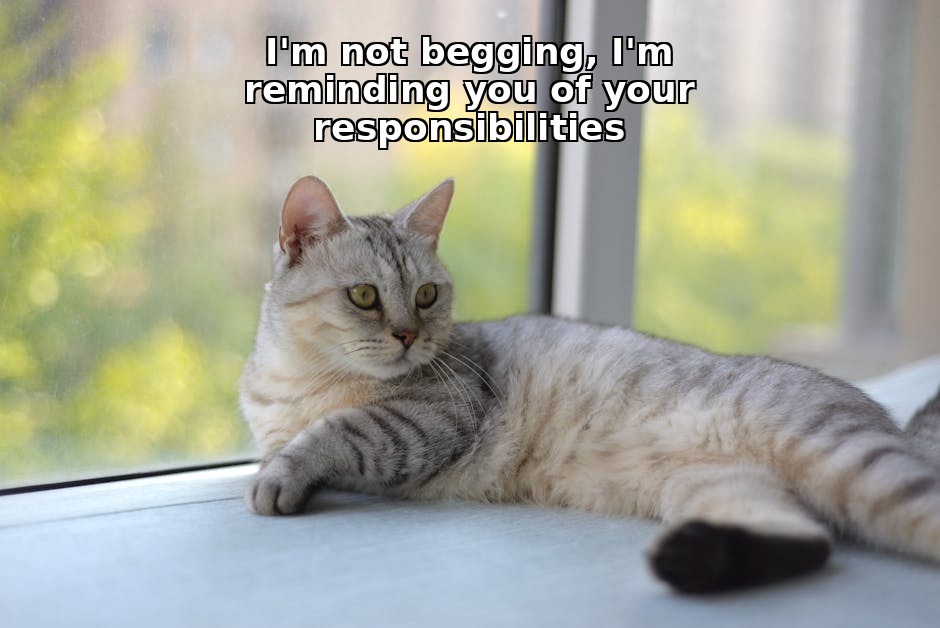 猫咪统治世界计划